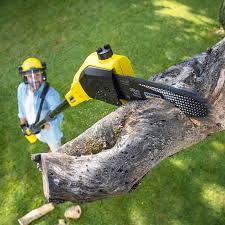 Best Pest Control for Lawns  in East Orange, NJ