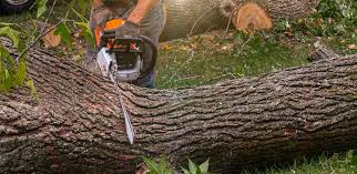 Best Tree Risk Assessment  in East Orange, NJ