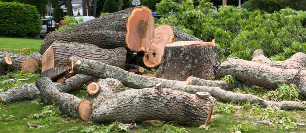 Trusted East Orange, NJ Tree Services Experts