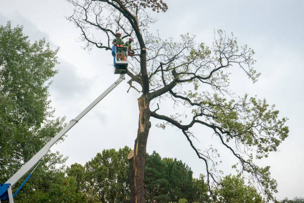 Best Leaf Removal  in East Orange, NJ