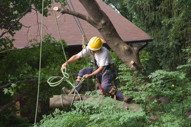 Best Fruit Tree Pruning  in East Orange, NJ