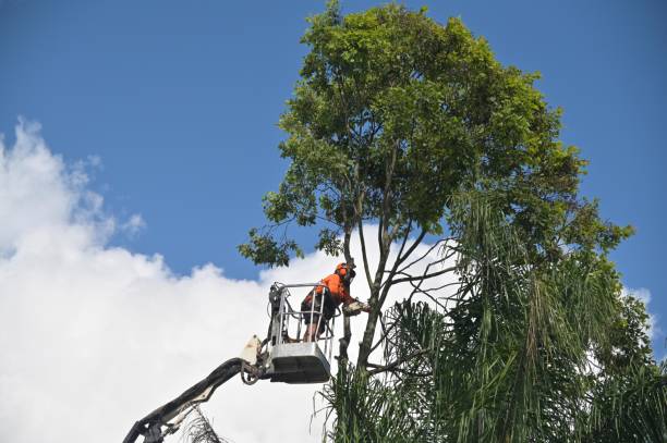 Best Commercial Tree Services  in East Orange, NJ