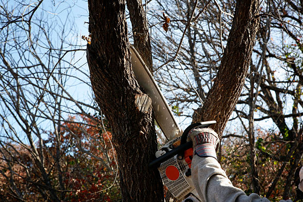 Seasonal Cleanup (Spring/Fall) in East Orange, NJ