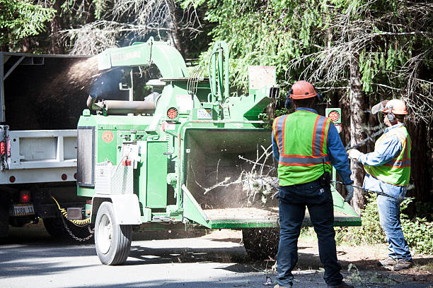 Best Root Management and Removal  in East Orange, NJ