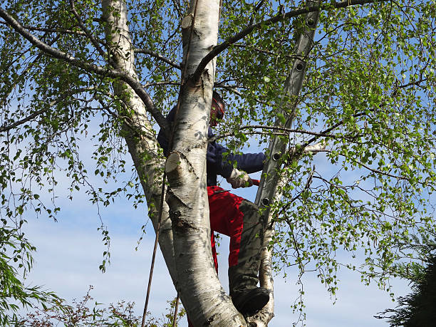 How Our Tree Care Process Works  in  East Orange, NJ