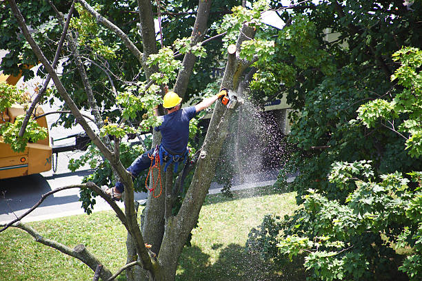 Best Arborist Consultation Services  in East Orange, NJ