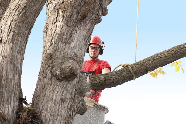 Best Emergency Tree Removal  in East Orange, NJ